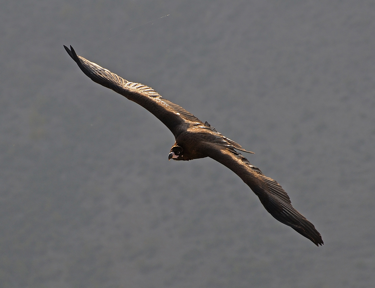 photo "***" tags: nature, flight, mountains, wild animals, wings, гриф, размах