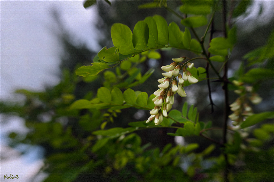 photo "***" tags: nature, 