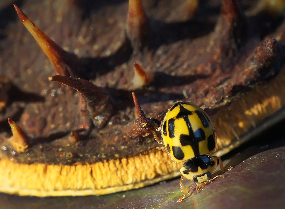 photo "божья коровка" tags: macro and close-up, nature, autumn, insect, божья коровка