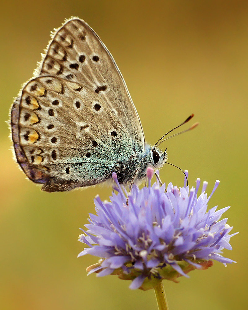 photo "***" tags: macro and close-up, nature, butterfly, insect