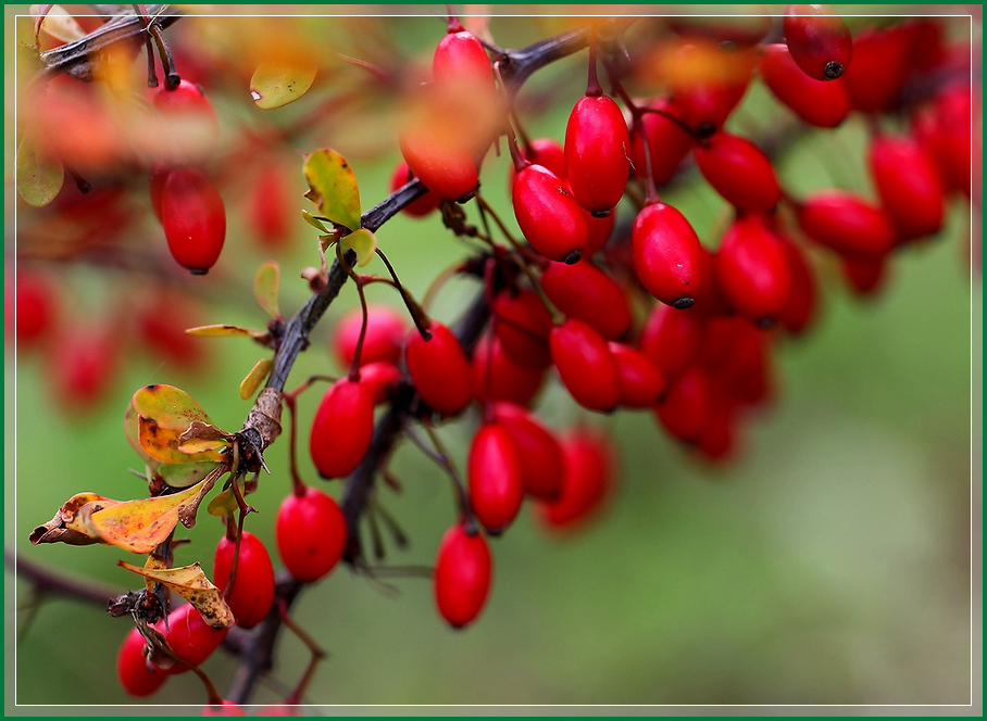 photo "Barberry (2)" tags: nature, autumn, Ягоды