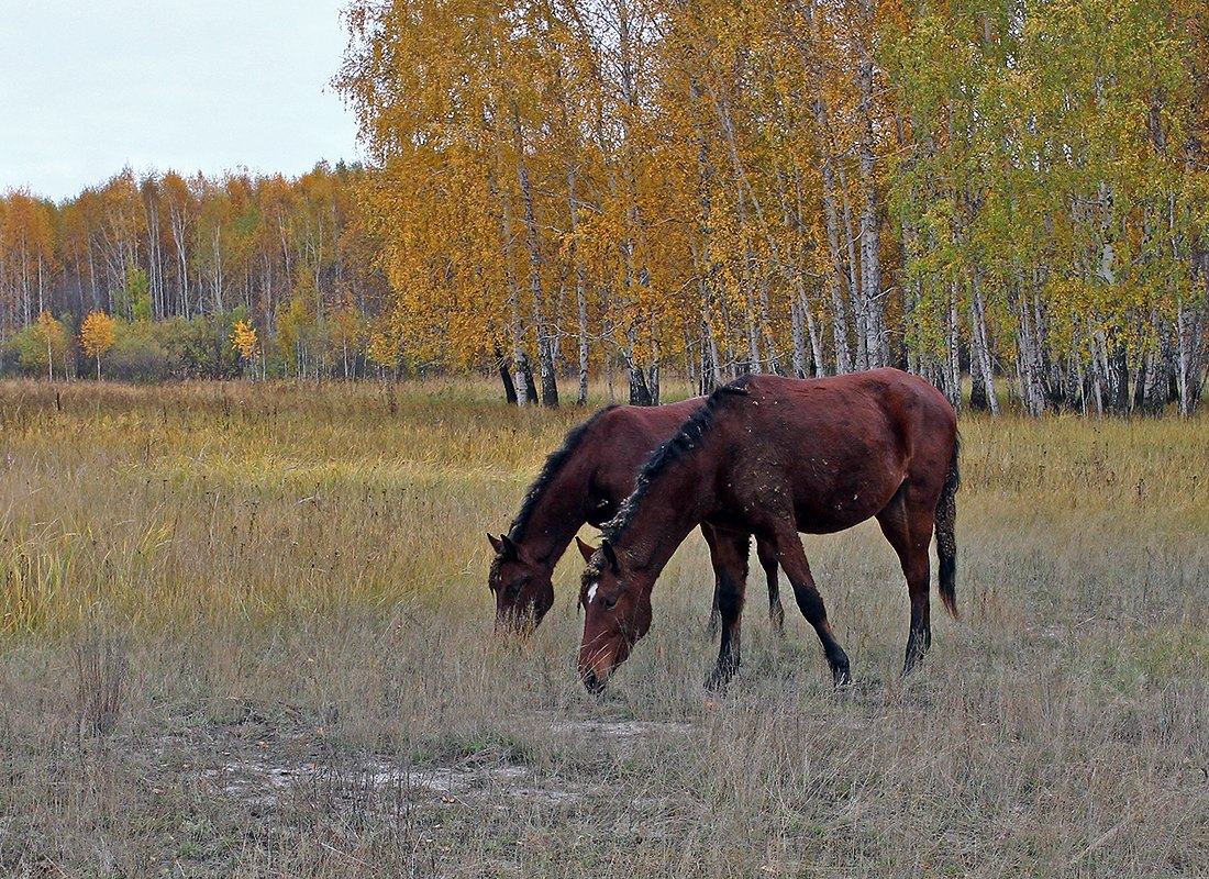 фото "На прогулке" метки: пейзаж, 