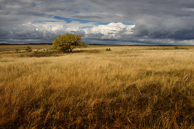 фото "Осенние поля" метки: пейзаж, field, дерево, облака, осень, поле, туча