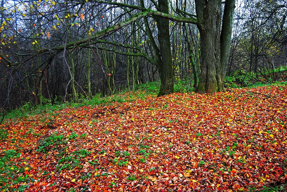 фото "Осенние листья." метки: пейзаж, 