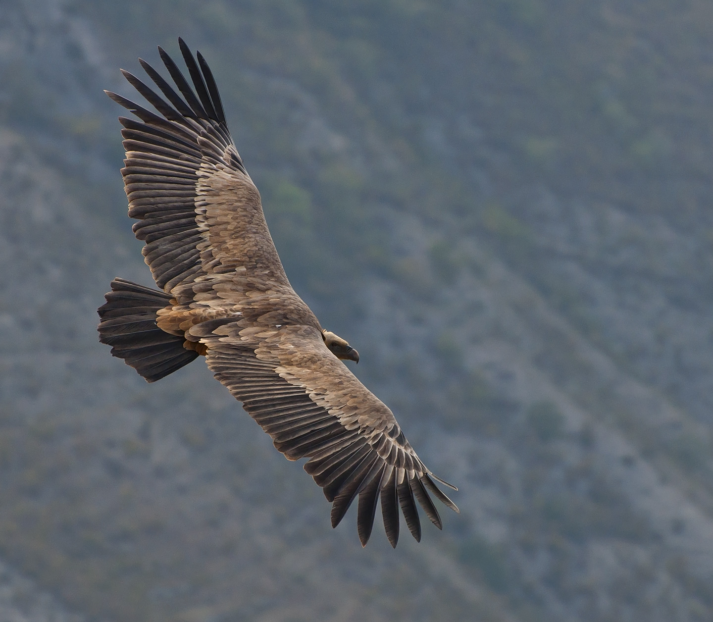 photo "***" tags: nature, flight, look, mountains, wild animals, wings, Сип, размах