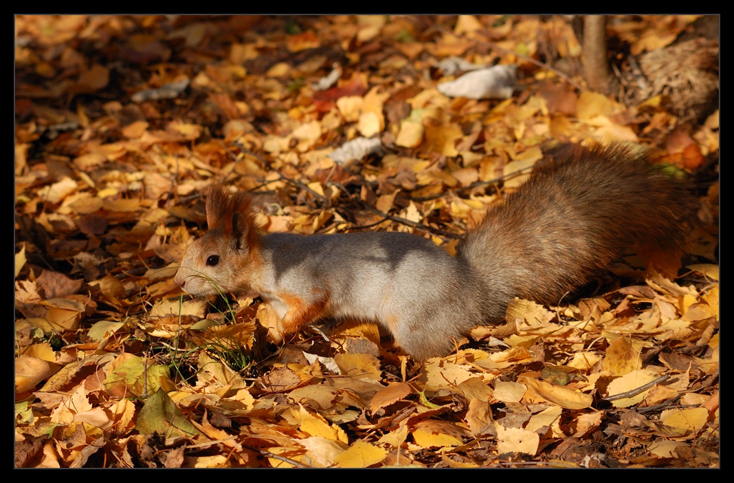 photo "In search of supplies" tags: nature, autumn, wild animals