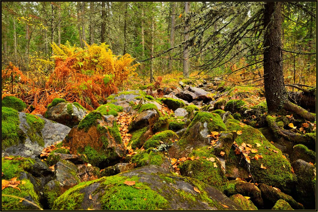 photo "***" tags: landscape, travel, nature, autumn, forest, september, stone, Иремель, мох