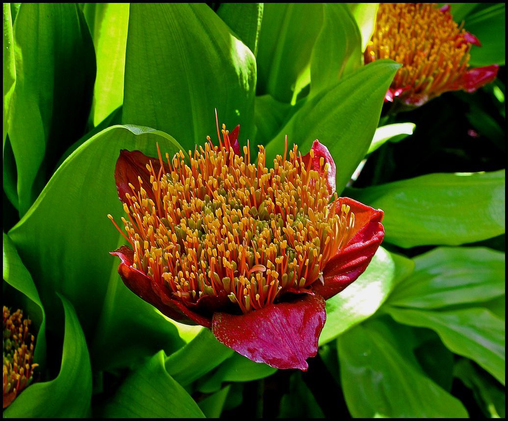 photo "****" tags: nature, flowers, spring