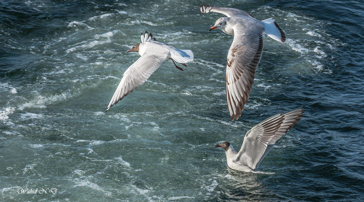 фото "Sea Gulls" метки: природа, Африка, вода