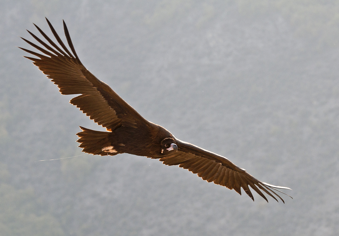 photo "***" tags: nature, flight, wild animals, wings, гриф, размах