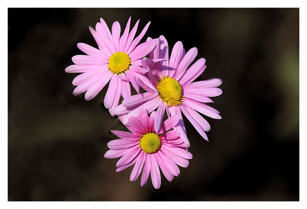 photo "***" tags: nature, autumn, flowers