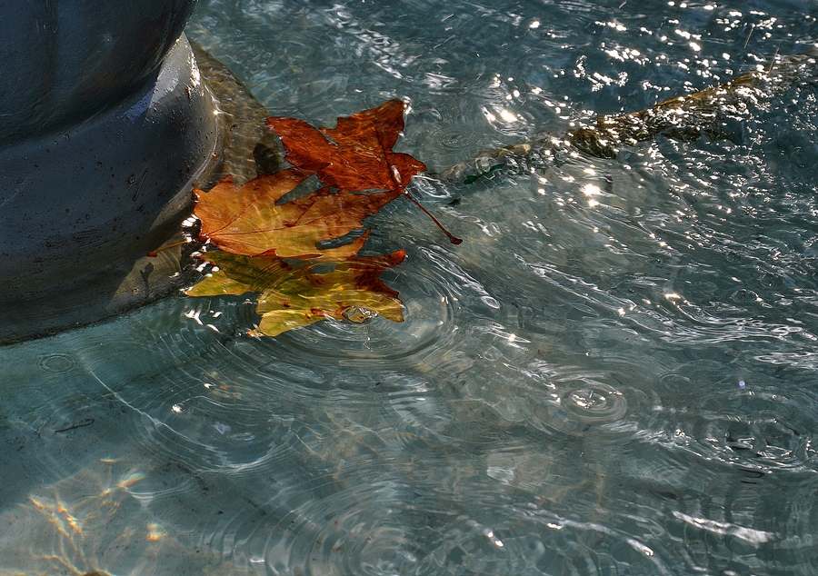 photo "***" tags: landscape, autumn, leaf, water