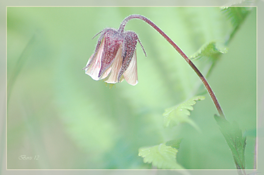 photo "***" tags: macro and close-up, 