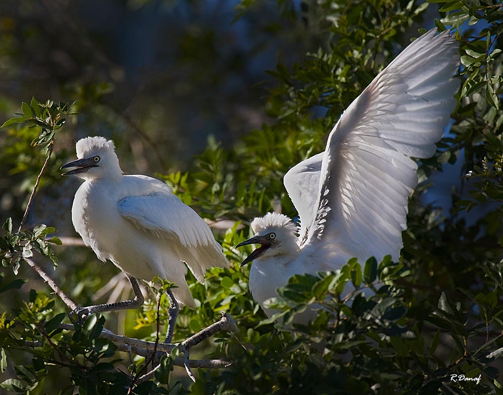 photo "Baby egret" tags: nature, Africa, bird