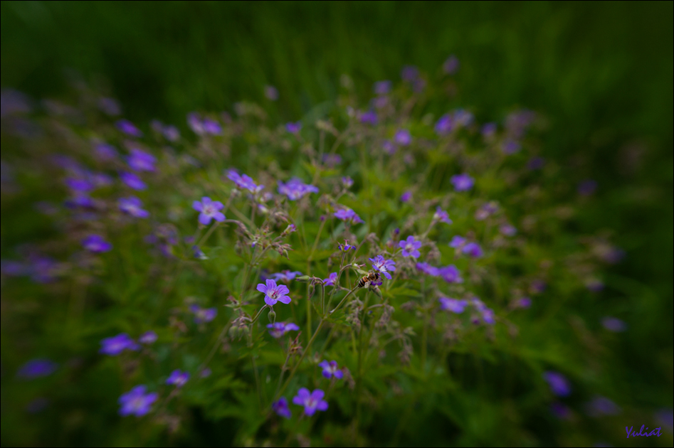 фото "***" метки: природа, 