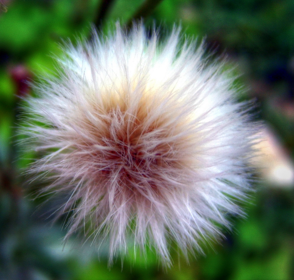 photo "Fluffy" tags: macro and close-up, nature, flowers