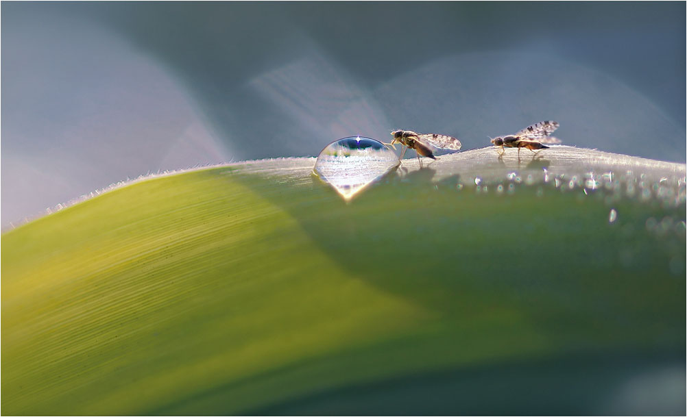 photo "***" tags: macro and close-up, 