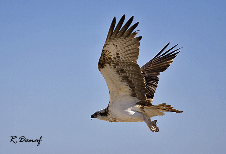 photo "Osprey in flight" tags: nature, Africa, Osprey, bird