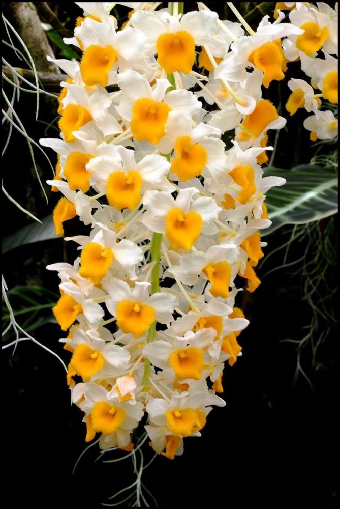 фото "Dendrobium thrysiflorum" метки: природа, цветы