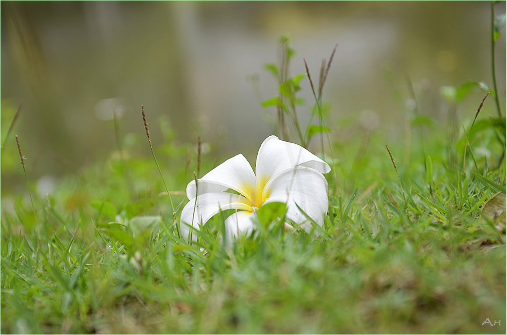 photo "***" tags: nature, 