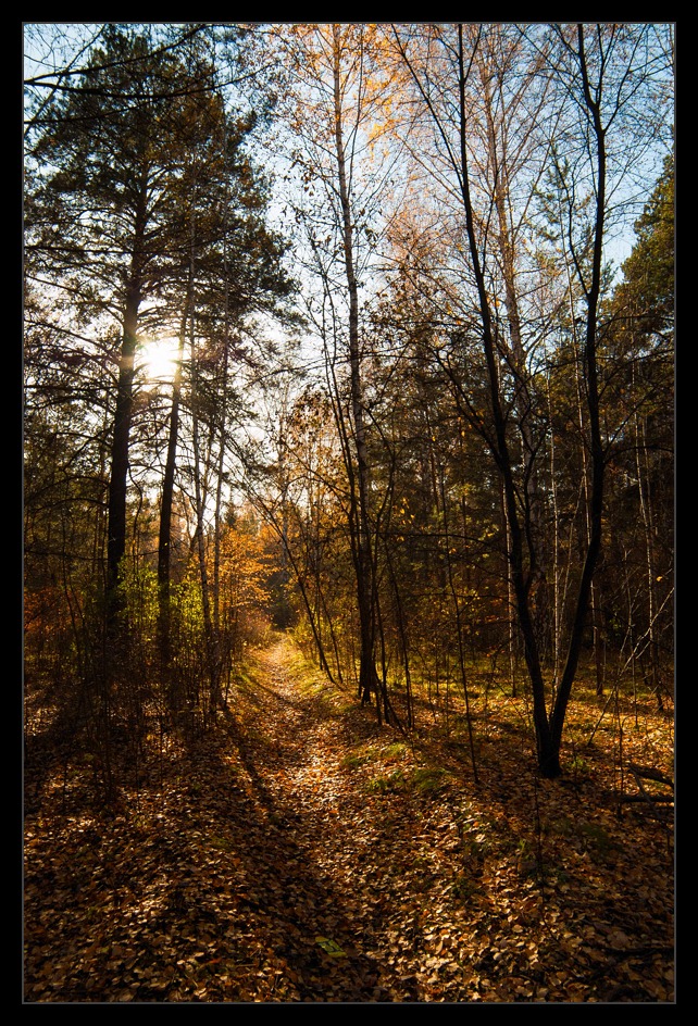 фото "Лучик света" метки: пейзаж, лес, осень