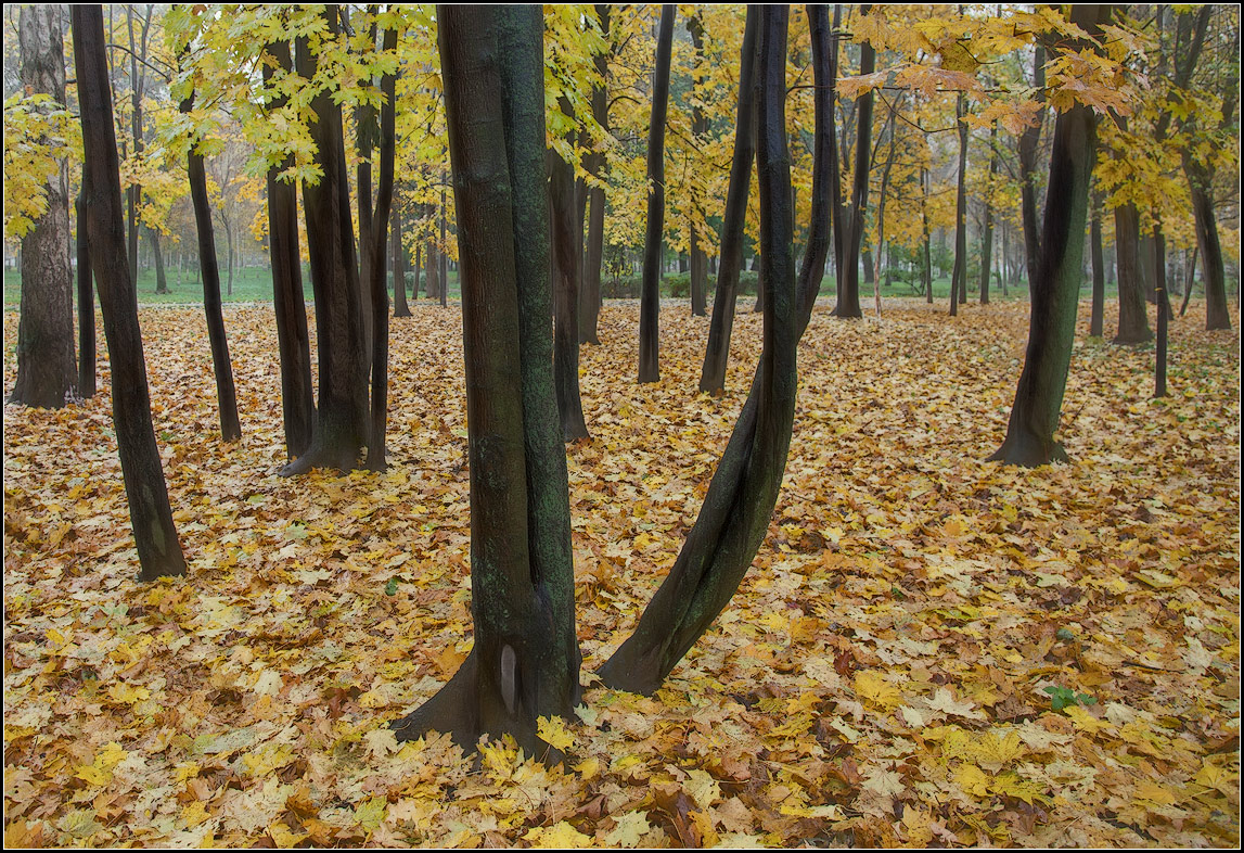 photo "maple autumn" tags: landscape, nature, city, 