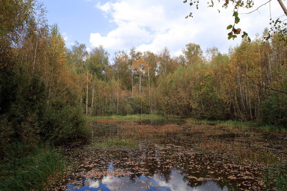photo "Forest lake - 1" tags: landscape, autumn, lake