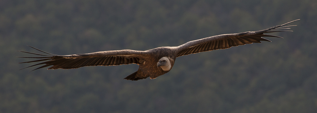 photo "***" tags: nature, flight, look, wild animals, wings, Сип, размах