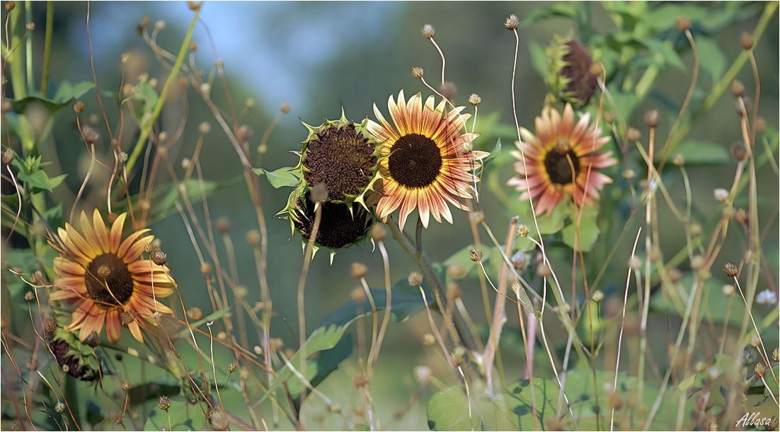 photo "***" tags: nature, 