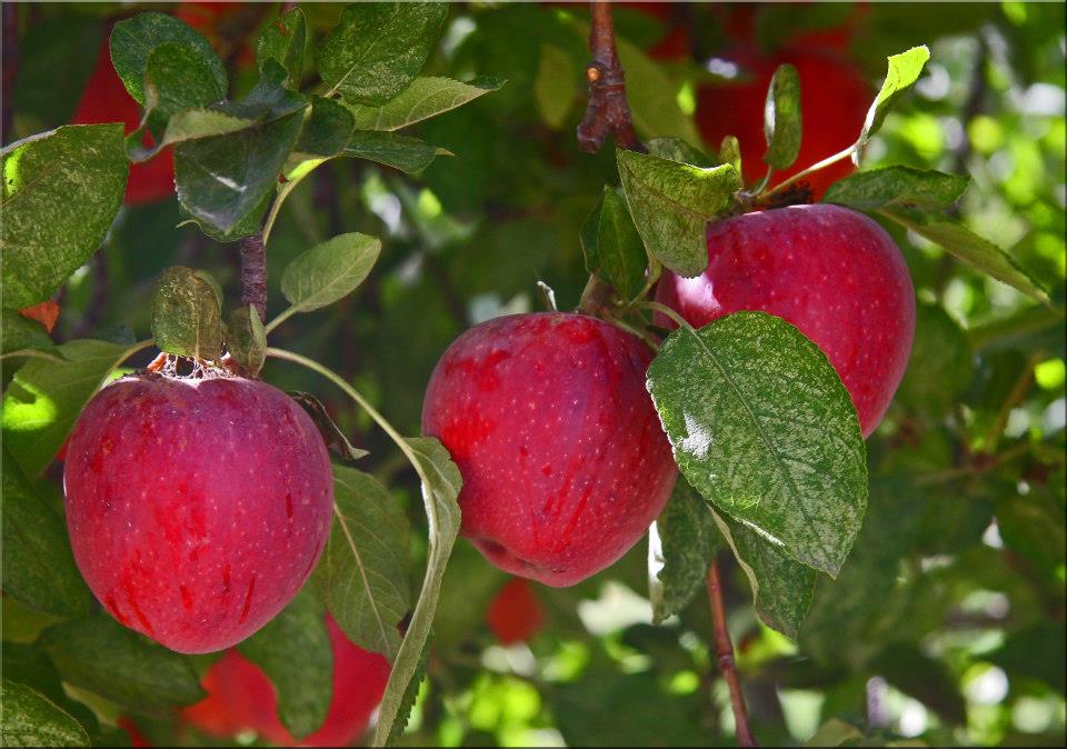 photo "Ready to Harvest" tags: nature, still life, 