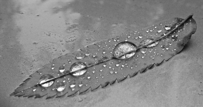 photo "***" tags: macro and close-up, still life, black&white, 