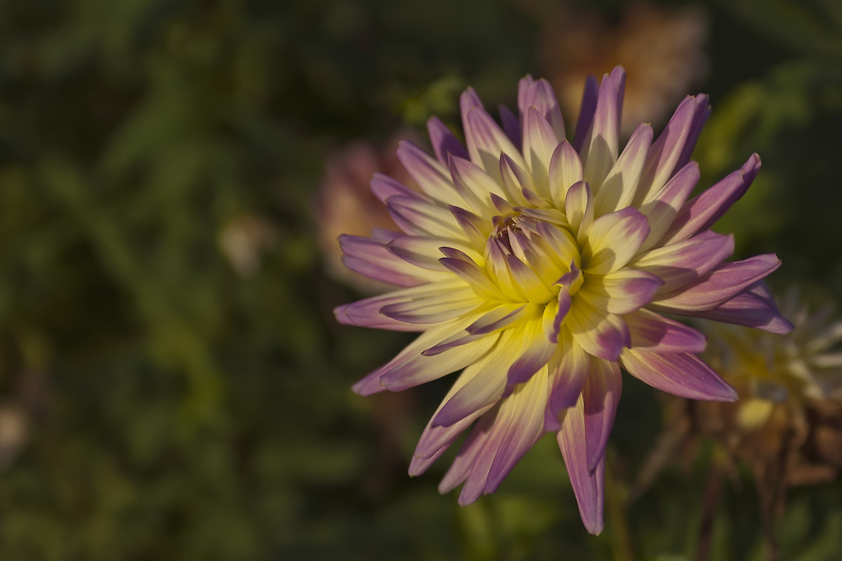 photo "***" tags: nature, autumn, flowers