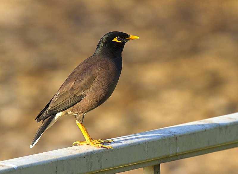 photo "Posing" tags: nature, bird