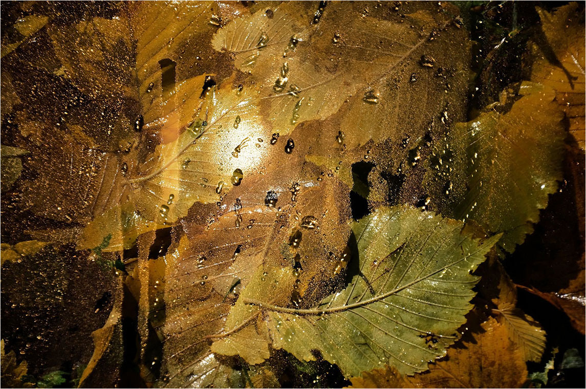 фото "Раскрасит Осень капель перламутром..." метки: натюрморт, абстракция, фотомонтаж, капли дождя, лист, осень