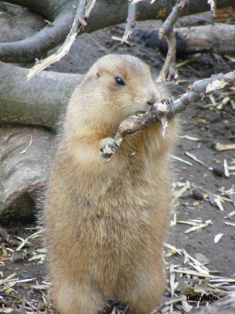 photo "Lunch" tags: nature, 