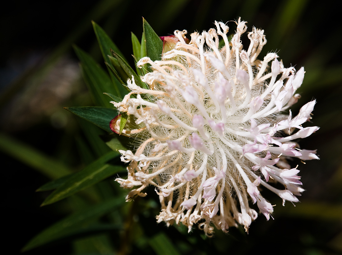 photo "***" tags: nature, macro and close-up, flowers