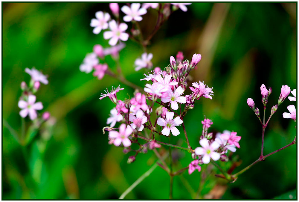 photo "***" tags: nature, autumn, лес цветы