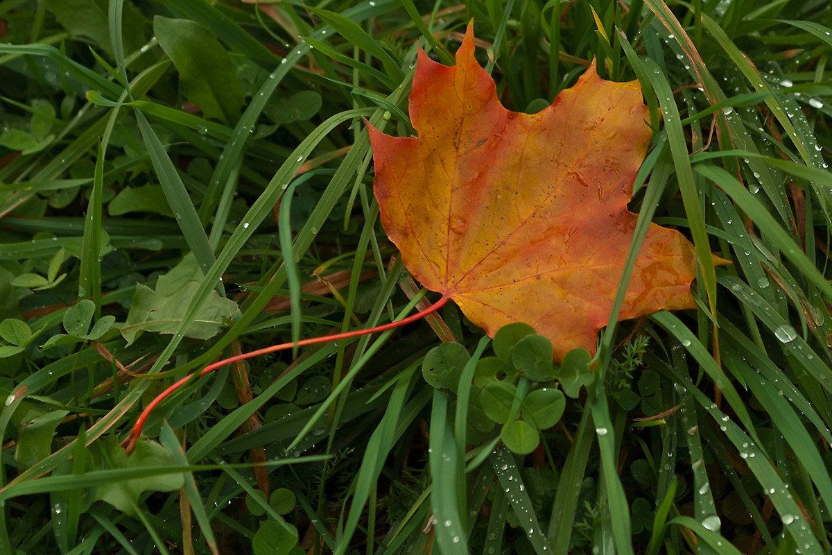 photo "***" tags: nature, autumn