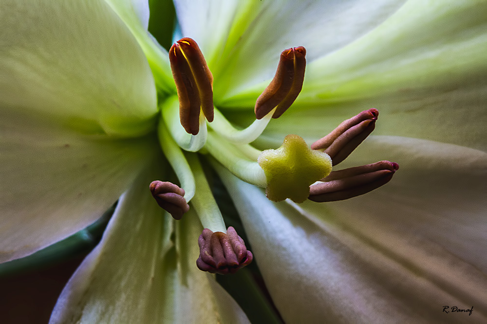 photo "Lily" tags: nature, flowers