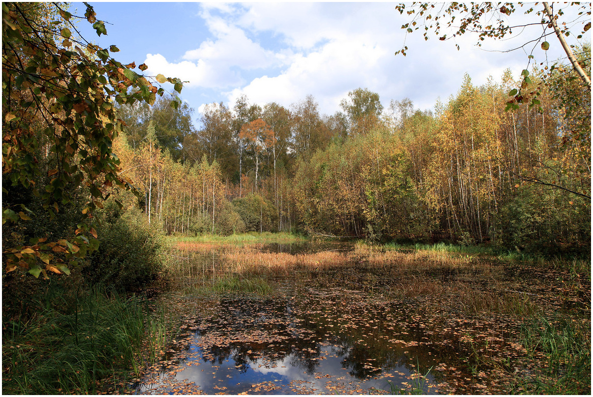 photo "Forest lake - 2" tags: landscape, autumn, lake