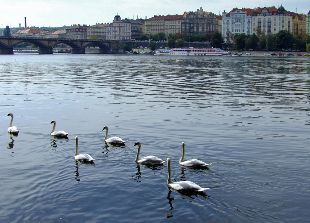 photo "***" tags: landscape, travel, nature, Prague, river, Влтава, лебеди