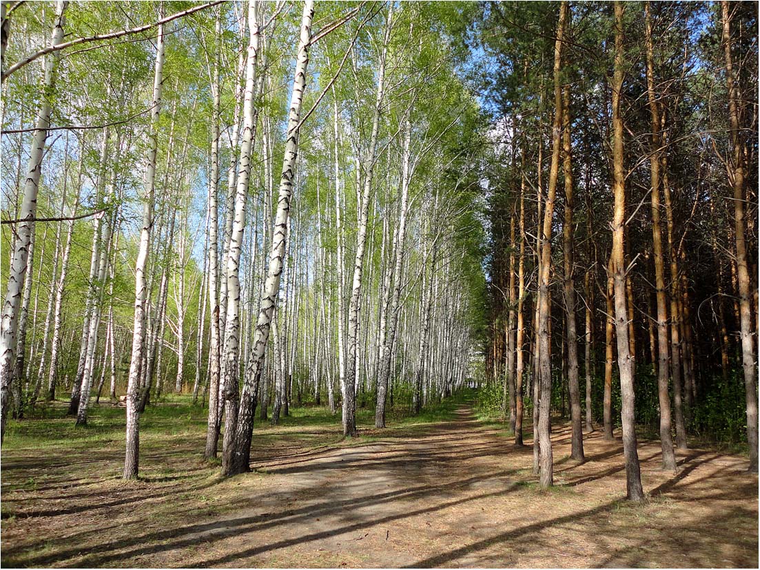 photo "***" tags: landscape, forest, spring