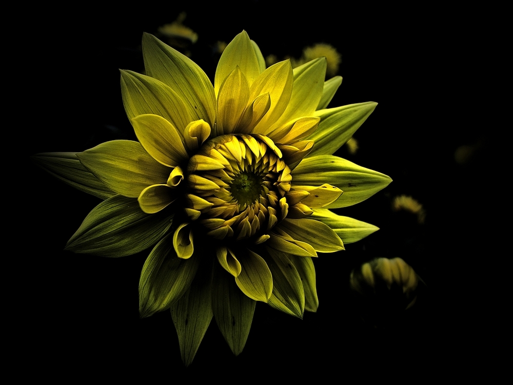 фото "dahlia" метки: природа, макро и крупный план, dahlia, лето, цветы