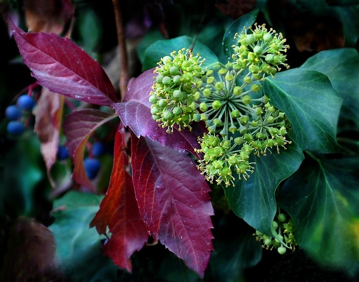 photo "***" tags: nature, 