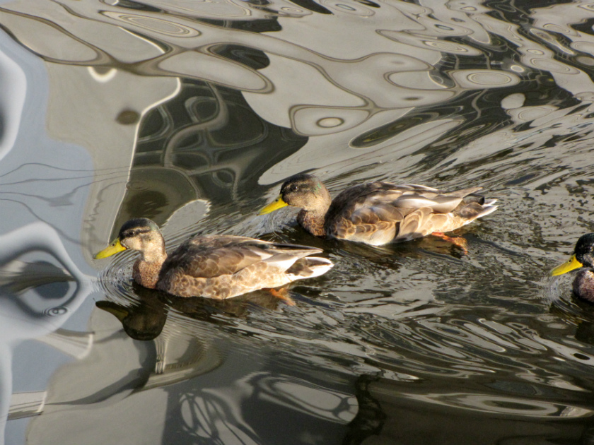 photo "ducks" tags: nature, 