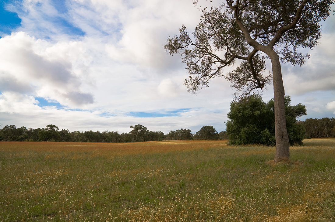 photo "***" tags: landscape, nature, clouds, field, grass, sky, tree