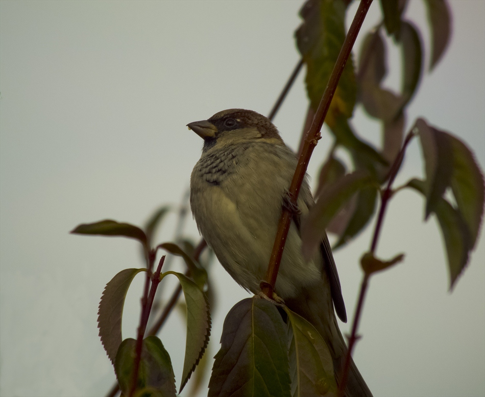 photo "***" tags: nature, bird