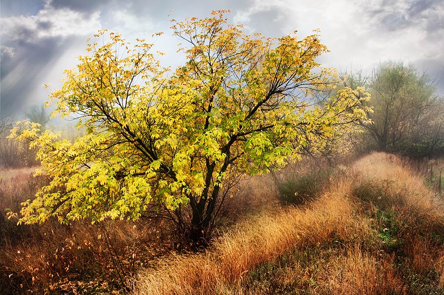 photo "Autumn" tags: nature, autumn, tree, дерово