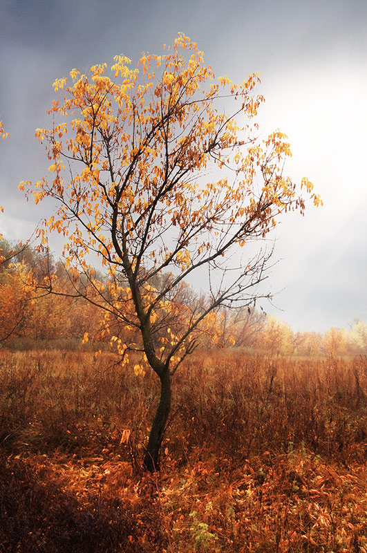 фото "Осень" метки: природа, tree, дерово, осень