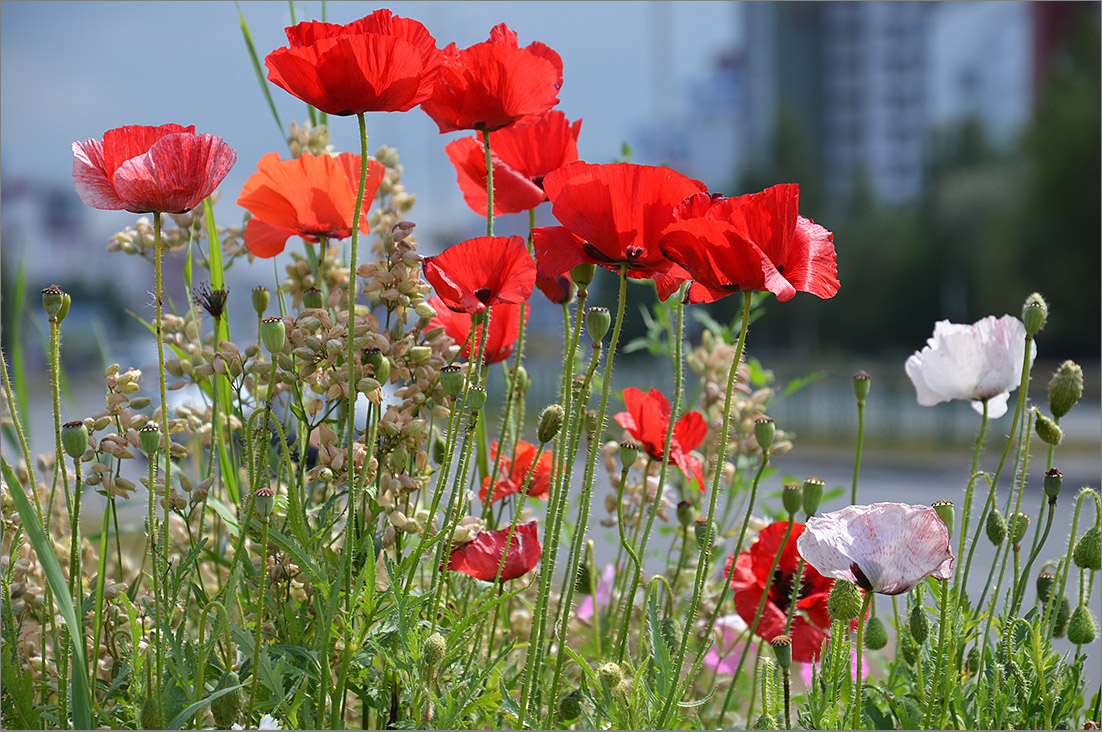 photo "***" tags: nature, city, flowers